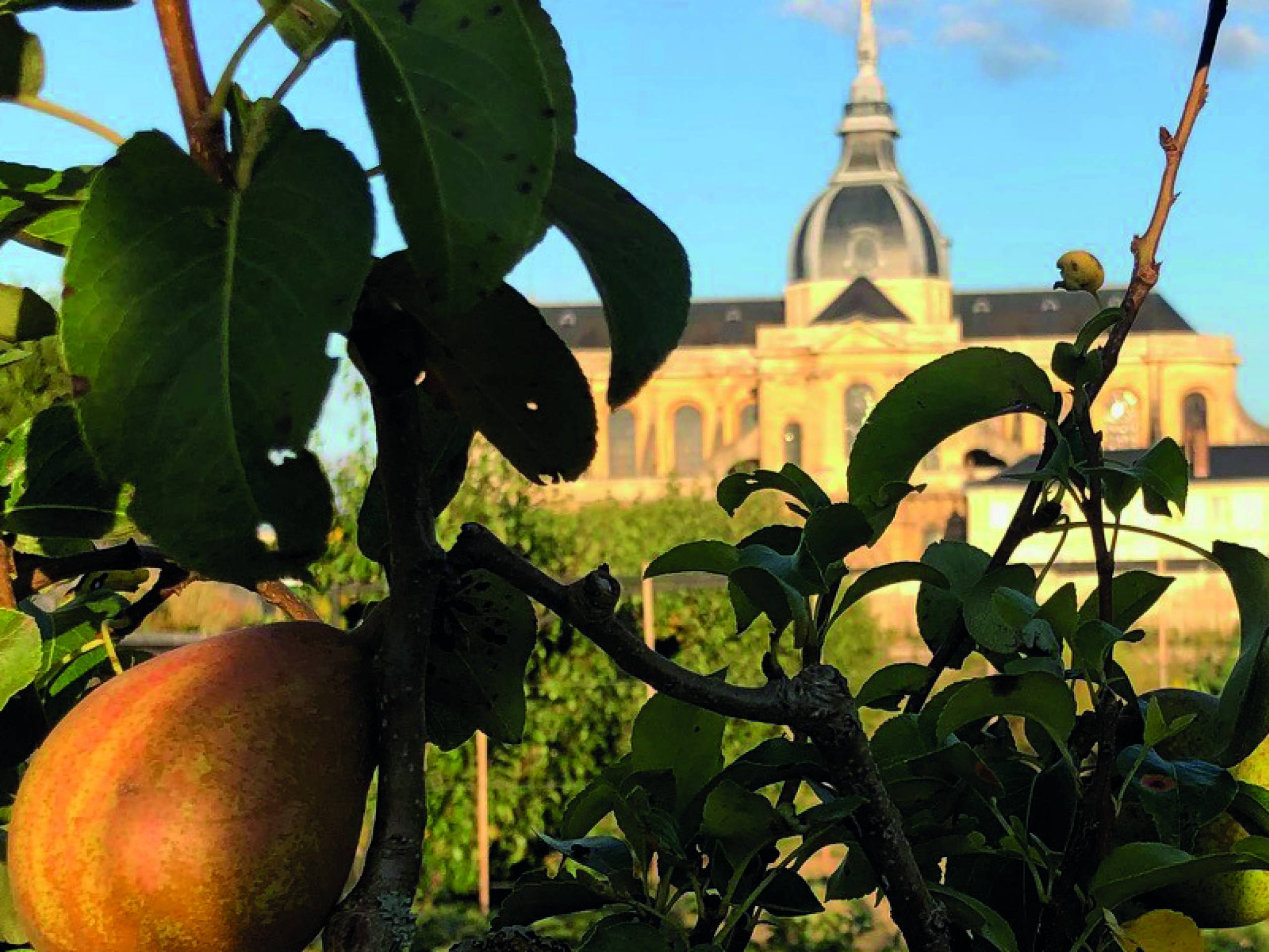 Le potager du roi